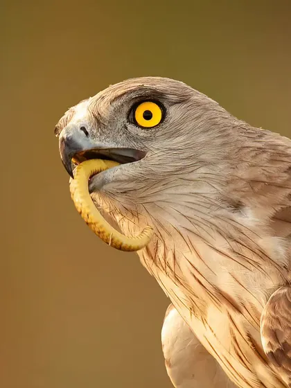 The raw reality of survival in the wild. This close-up captures a Short Toed Snake Eagle with its kill, a powerful demonstration of the predator's focus and the stark beauty of the natural world.