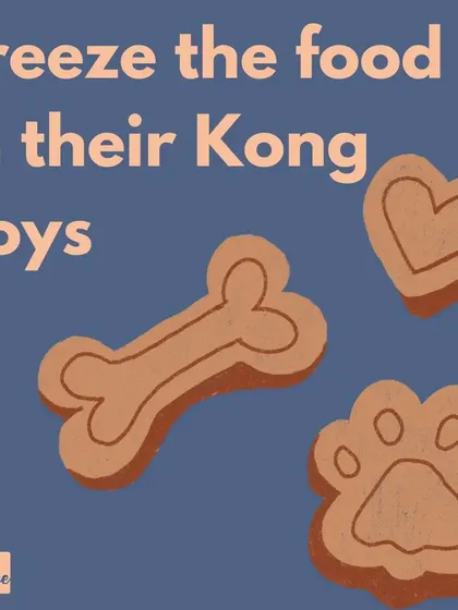 Freezing food in Kong toys is one of my top summer tips. It's an enriching activity that also provides relief from the heat.