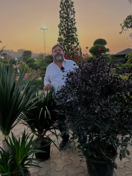 Humare paas Yucca aur Black Radermachera jaise low maintenance, high style plants ki kai varieties hain.