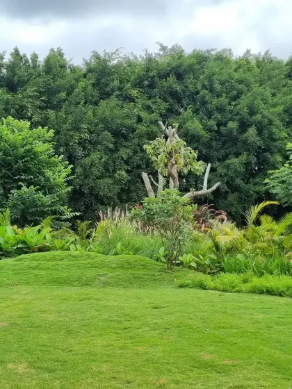 In this garden, nature truly leads the way. My role was to shape the open lawn and add complementary plantings to enhance the existing backdrop of dense, emerald green trees, creating a timeless and serene view.
