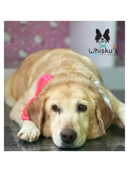 Another shot of the beautiful Maya. I go extra slow with senior dogs, ensuring they are never pushed beyond their comfort level.