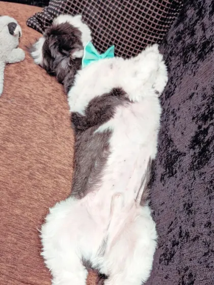 This freshly groomed pup is so relaxed he's showing off his belly. We love seeing our clients feel this comfortable and happy.
