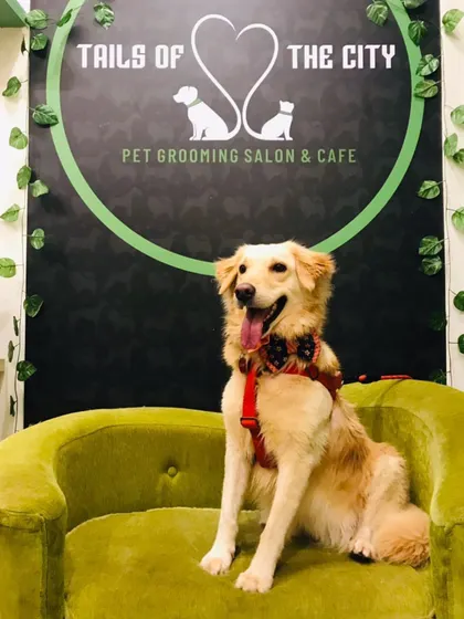 Ruby the Golden Retriever is ready for a party with her festive bow tie. She's looking happy and radiant after her spa day.