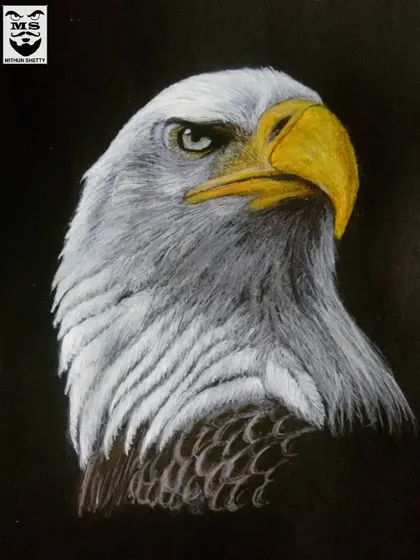 A portrait of a bald eagle, created using a mix of color pencils and acrylic paint on black paper. The dark background helps the white and yellow features of this majestic bird stand out.