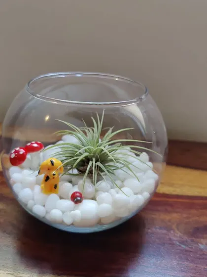 This air plant terrarium sits on a bed of bright white pebbles, creating a beautiful contrast with the green plant. It's a simple, elegant piece of living art for your home or office.