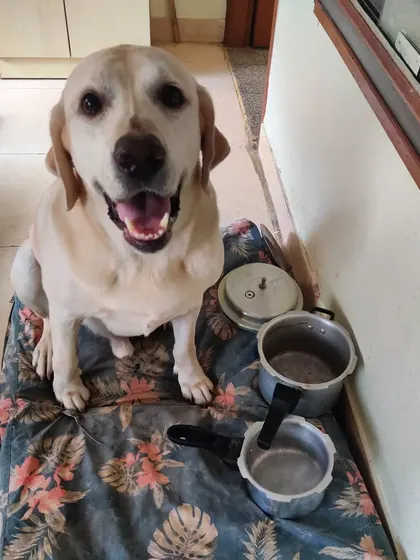 Meet Scotch, my Labrador, proudly displaying the pots and pans he "looted" from the kitchen. Living with dogs means embracing their quirky, and sometimes mischievous, behaviors with a sense of humor.