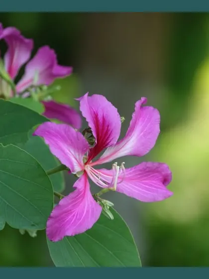 The beautiful purple flower of the Apta or False Orchid Tree (Bauhinia). A good garden design balances perennial plants with seasonal bloomers like this to add curiosity and break monotony.