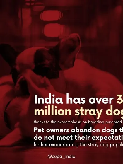 With over 30 million stray dogs in India, the emphasis on breeding purebred dogs only worsens the problem. Many of these bred dogs are later abandoned, adding to the population on the streets.