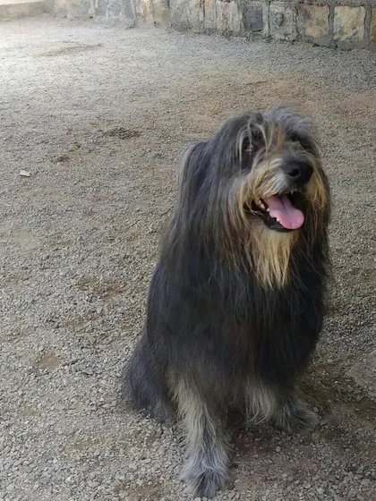 This long-haired beauty is taking a break in the shade. We make sure there are comfortable spots for every dog to relax.