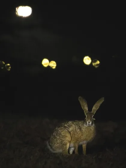 A black-naped hare is illuminated by city lights in the background, a perfect example of urban wildlife photography.