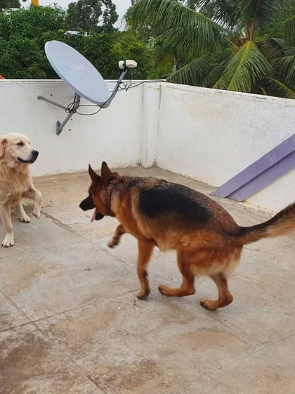 A golden retriever and a German Shepherd mid-play on the rooftop. Learning to read each other's energy is crucial for healthy dog friendships.