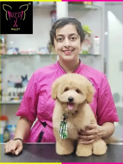 This Miniature Poodle looks just like a doll after her grooming. The fluffy, rounded styling is a testament to precision scissoring and breed knowledge.