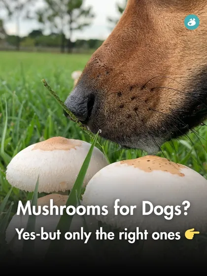 Can dogs eat mushrooms? Yes, but only the right ones. This post serves as an introduction to the world of functional mushrooms, clarifying that while some are highly beneficial, others can be toxic.