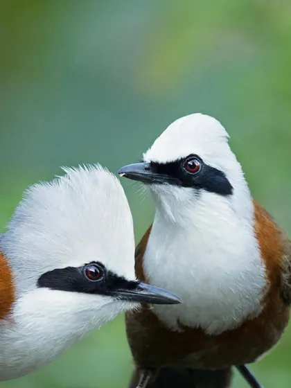 A close-up of two White-crested Laughingthrushes, showcasing their striking white heads and social nature.