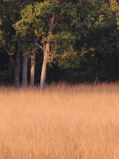 This is classic tiger country. A vast meadow of golden grass borders a stand of Sal trees, the perfect habitat for the striped predator. The landscape itself tells a story of what is needed for these magnificent animals to survive and thrive.