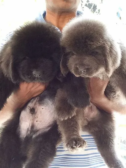 A pair of fluffy Newfoundland puppies, one black and one brown, showcasing the impressive coat and size of this gentle giant breed even from a young age. We can source these large-breed dogs from trusted partners.