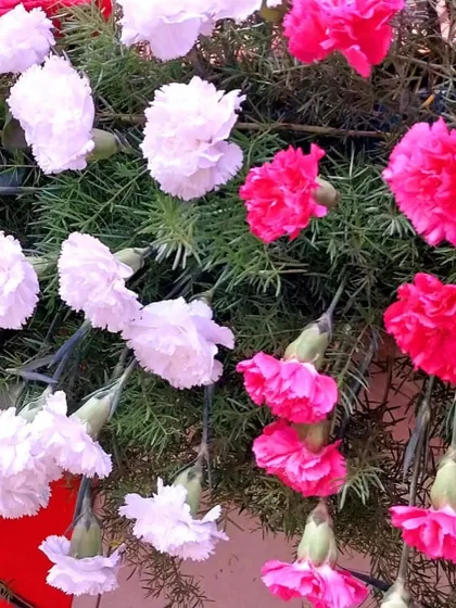 A macro shot of fresh pink and white carnations used in a floral garland. I believe in using high-quality, fresh flowers to ensure the decor looks and feels vibrant throughout the event.