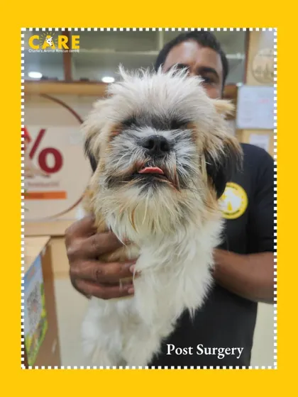 Luna, post-surgery. Though her eyes couldn't be saved, our vet team freed her from pain and prepared her for a new life. Her resilience is inspiring.