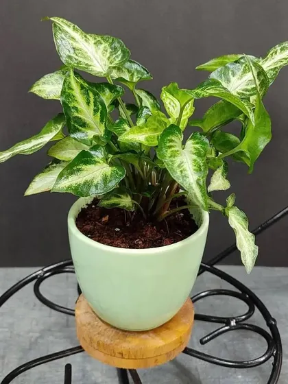 A variegated Syngonium in a simple green pot, placed on a wooden stand. This is a great gift for someone who appreciates subtle patterns and easy care plants.
