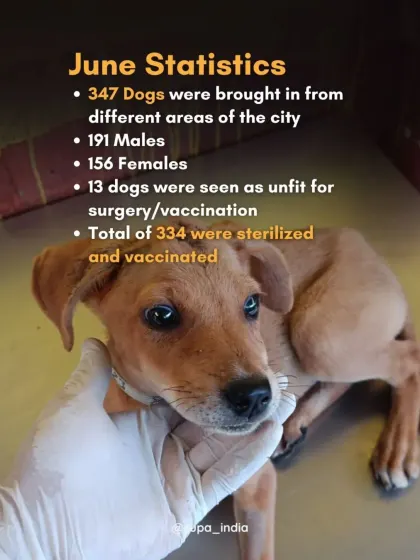 Here's a look at our sterilization statistics for June. We brought in 347 dogs, and after assessing their health, we successfully sterilized and vaccinated 334 of them. This data-driven approach helps us track our impact on community animal welfare.