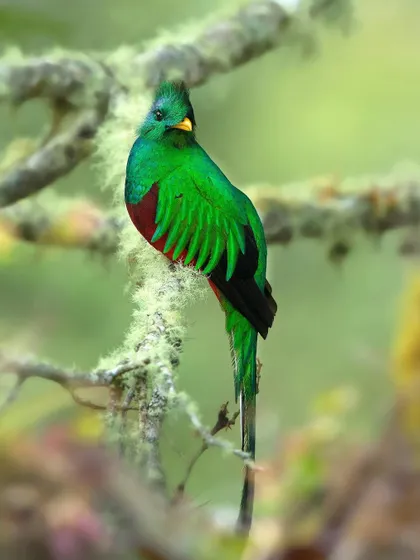 A different angle of the male Resplendent Quetzal, showing its vibrant green and red plumage. These birds are a true treasure of the rainforest.