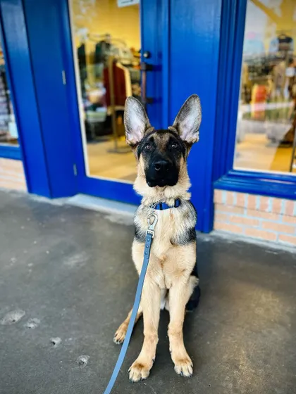 Dunkel the German Shepherd, practicing his obedience skills in front of a local shop. He's going to be a big boy, so starting training early was key.