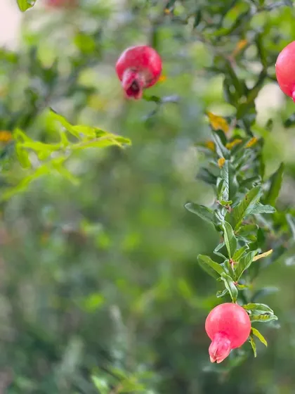 A shot of vibrant pomegranates growing on a tree, a natural source of dye. This image poses a simple question: why use petrochemicals when nature provides such beautiful colors?