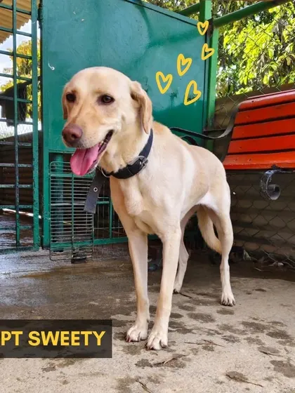 Sweety is a 3-year-old Labrador-Indie mix who has been waiting for over a year. She is a carefree ball of energy who loves people and just wants to curl up at your feet at the end of the day. She is perfect for first-time adopters.