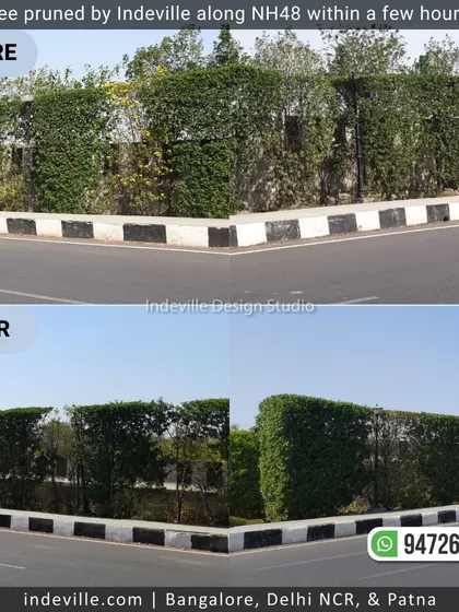 A duplicate image showing the crisp, clean corner of the newly pruned hedge.