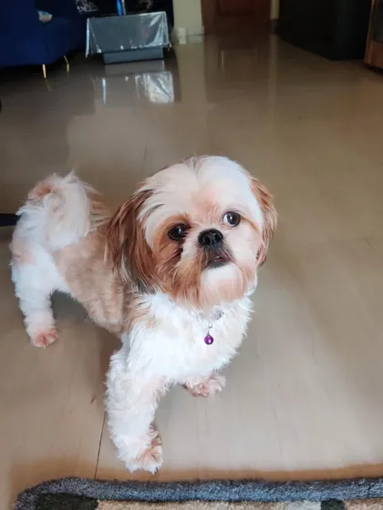 ADOPTED. Teddy, a 2-year-old male Shih Tzu, has found his forever home. He is a well-behaved boy who is great with dogs and humans.