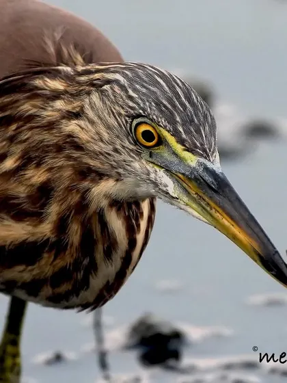 A very close-up shot of the Pond Heron, showing the intense focus in its eye as it holds onto its catch. You can see the incredible detail in its striped feathers.
