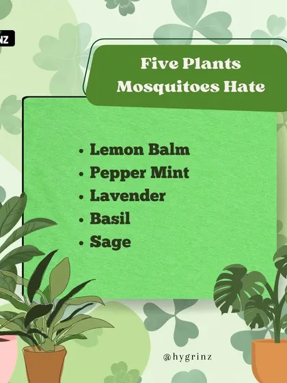 Another list of five common plants that mosquitoes dislike. Planting lemon balm, peppermint, or basil can help make your outdoor areas more comfortable.