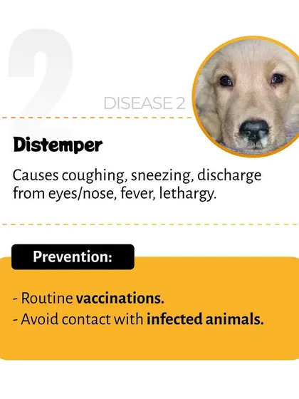 This visual explains the symptoms of Distemper, such as coughing and fever. It reinforces the importance of routine vaccinations and avoiding contact with infected animals for prevention.