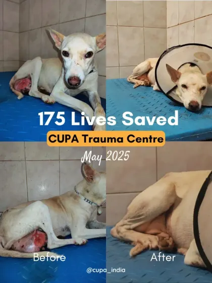 In May 2025, we saved 175 lives at the CUPA Trauma Centre. This before and after photo shows one of the many animals who recovered from a severe open wound.