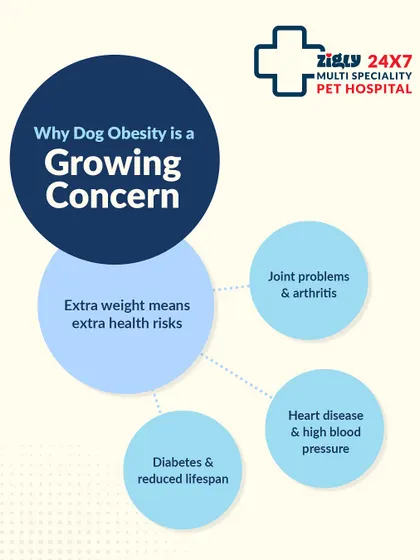 Extra weight carries extra health risks. This graphic explains why dog obesity is a growing concern, linking it to serious issues like joint problems, diabetes, and a reduced lifespan.