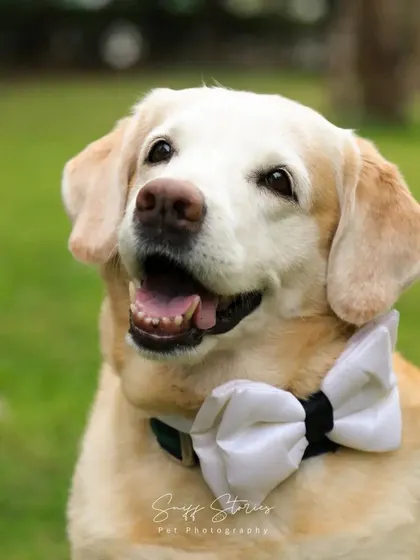 A handsome senior Labrador wearing a white bowtie, looking dapper and wise in his portrait.