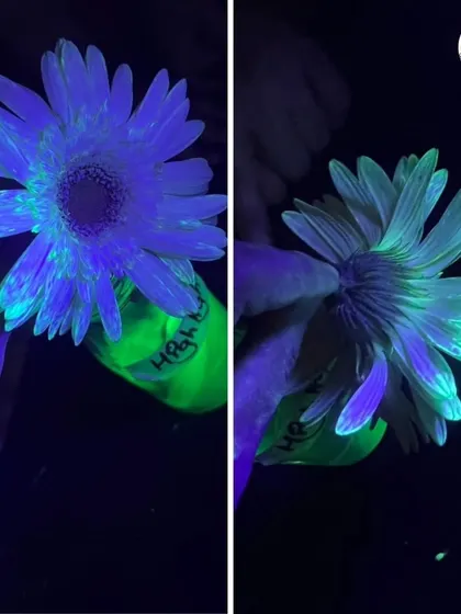 Even nature can glow! Using a special fluorescent liquid and UV light, I show kids how flowers can absorb substances and glow, demonstrating the principles of capillary action.