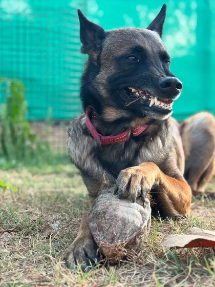 I present to you the toxic love story of Floyd and his coconut. This series of photos perfectly captures the goofy, intense, and hilarious personality of a Belgian Malinois. This is what I mean when I say we should let dogs be dogs.