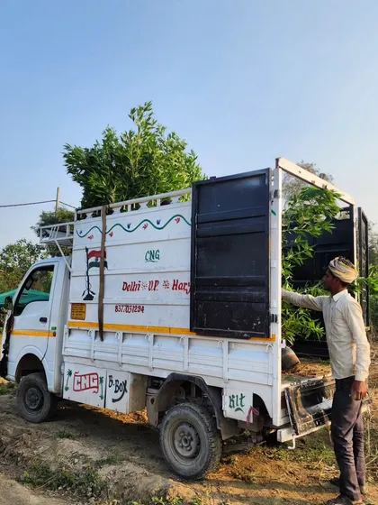 A small truck loaded with Conocarpus plants, ready for a hedge-making project. We can supply these in any quantity needed.