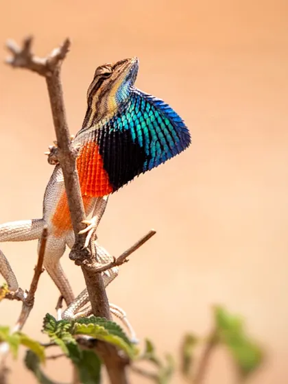 The Fan-throated Lizard of Maharashtra shows off its spectacular breeding colors. This tiny dragon's vibrant display, a mix of iridescent blue, orange, and black, is one of the most flamboyant courtship rituals I have ever witnessed.