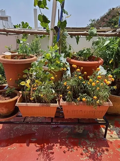 A collection of flowering and vegetable plants on a single-tier metal stand on a terrace. This is a great way to start a small kitchen garden.