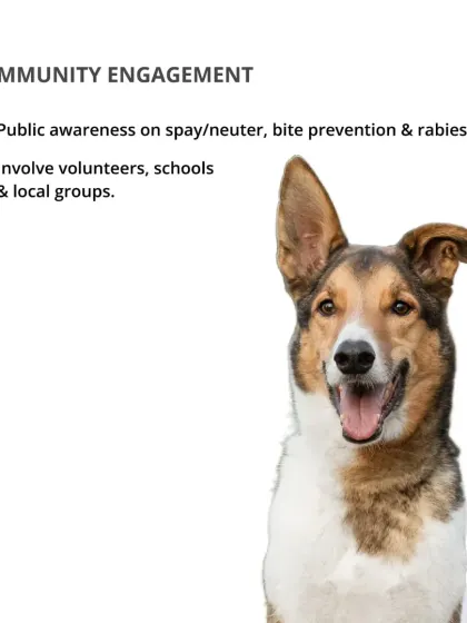 Community engagement is vital. Public awareness campaigns on spaying, neutering, and bite prevention, along with involving local volunteers, can create lasting change.