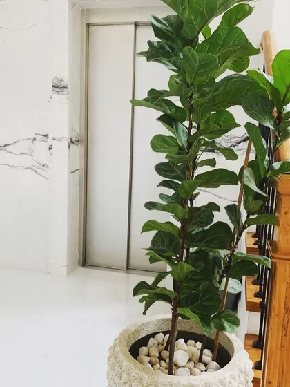 We incorporate natural elements throughout our interiors. A large fiddle-leaf fig plant stands against a white marble wall near the home's elevator and staircase, adding a touch of green and life to the elegant space.