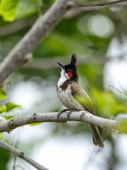 A Red-whiskered Bulbul, with its distinctive crest and red patch, sits alert on a tree branch. This is a clear and classic bird photograph, common in Bangalore's green spaces.