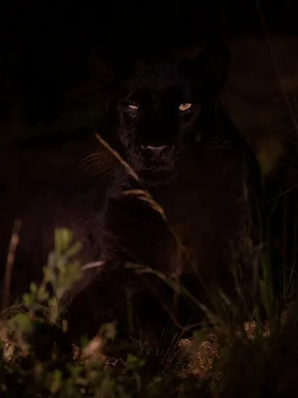 The ghost in the dark. A night drive in Laikipia reveals the secret world of nocturnal predators like this black panther.