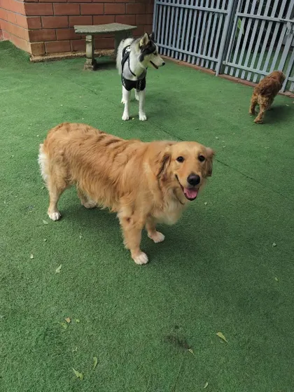 This Golden Retriever is looking back with a happy smile, with a Husky and a Poodle in the background. Our daycare is a melting pot of breeds and personalities.