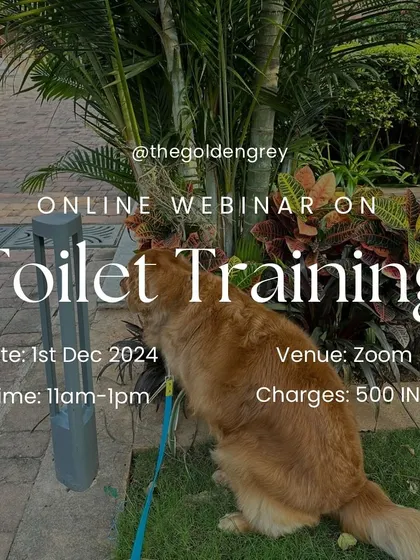 My online webinar on Toilet Training is perfect for new puppy parents. I cover everything from setting up a routine to handling accidents, making the process as smooth and stress-free as possible.
