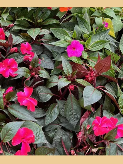 A bed of vibrant pink Balsam flowers. Choosing native annuals like these is a great way to add seasonal color while supporting the local environment.