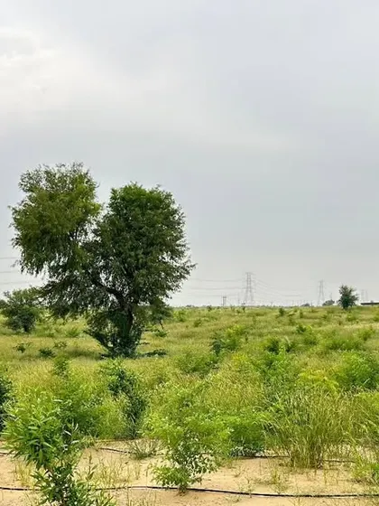 As part of our commitment to environmental responsibility, we have planted 10,000 trees at the Project JAI site. This initiative reflects our holistic approach to sustainability, which goes beyond just clean energy generation.