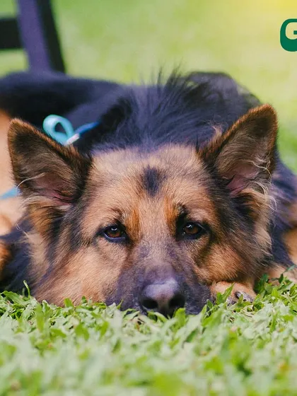Meet one of our handsome guests, a German Shepherd enjoying a relaxing day on the grass.